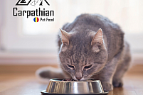 Și pisica ta preferă mâncarea umedă pentru pisici?